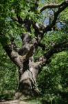 Jörg Richter   Vilmtour Alte Eiche Baum